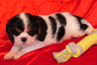 Cavalier King Charles Spaniel