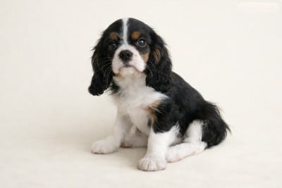 Les chiots de Cavalier King Charles Spaniel