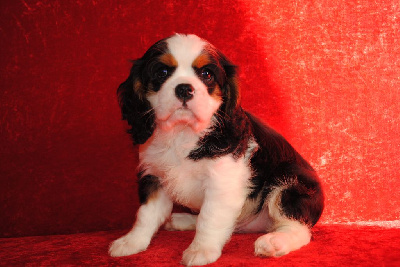 Cavalier King Charles Spaniel