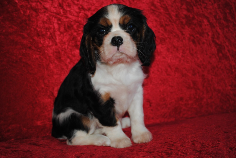Cavalier King Charles Spaniel - de la colline au noir desir
