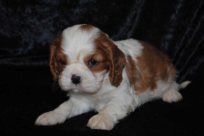 Cavalier King Charles Spaniel - de la colline au noir desir