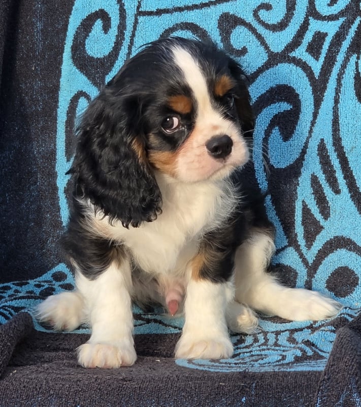 Cavalier King Charles Spaniel - de la colline au noir desir