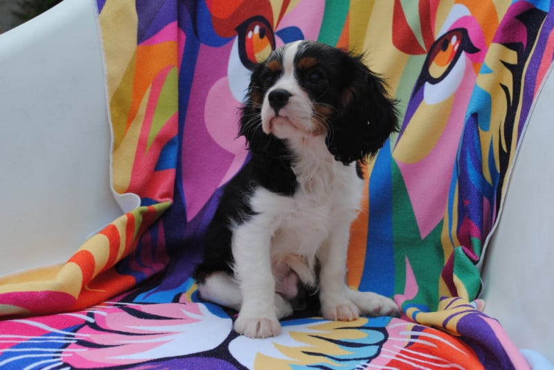 Cavalier King Charles Spaniel - de la colline au noir desir