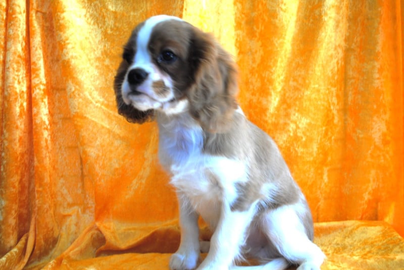 Cavalier King Charles Spaniel - de la colline au noir desir