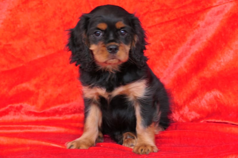 Cavalier King Charles Spaniel - de la colline au noir desir