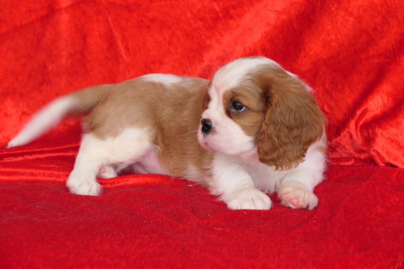 Cavalier King Charles Spaniel - de la colline au noir desir