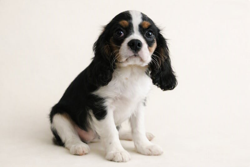 Cavalier King Charles Spaniel - de la colline au noir desir
