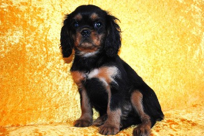 Cavalier King Charles Spaniel - de la colline au noir desir