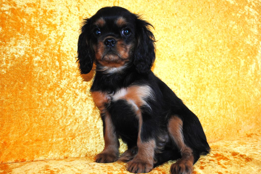 Chiot  Cavalier King Charles Spaniel