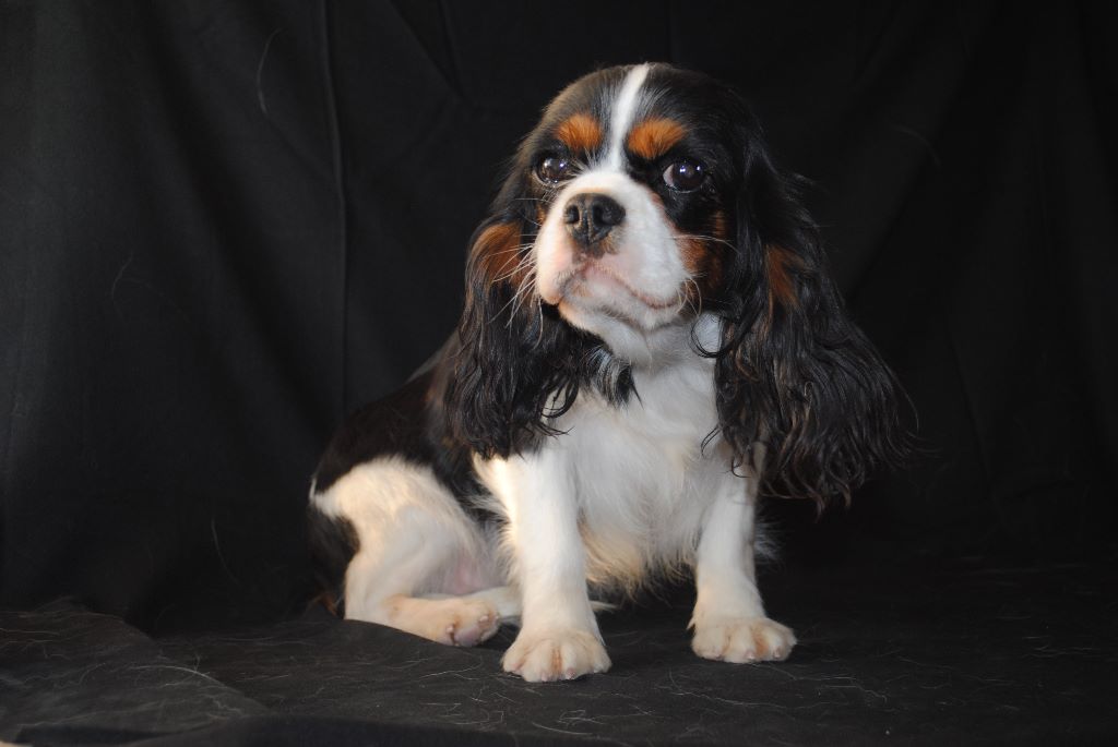 Accueil - Elevage de la colline au noir desir - eleveur de chiens