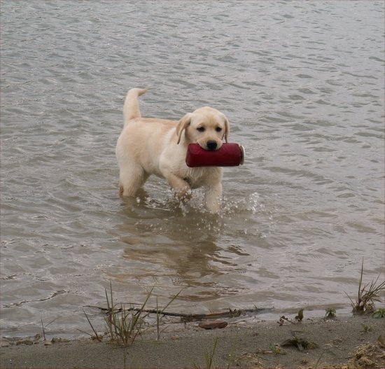 Publication : of the Ocean's Smile