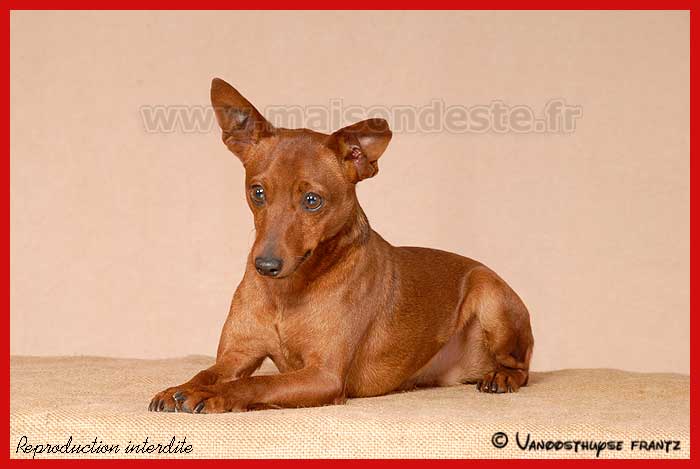 Publication : De la Maison d'Este Auteur : Vanoosthuyse frantz