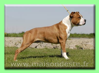 Publication : De la Maison d'Este Auteur : F.vanoosthuyse