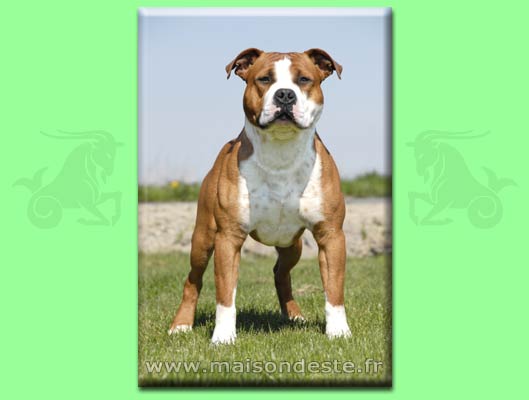 Publication : De la Maison d'Este Auteur : F.vanoosthuyse