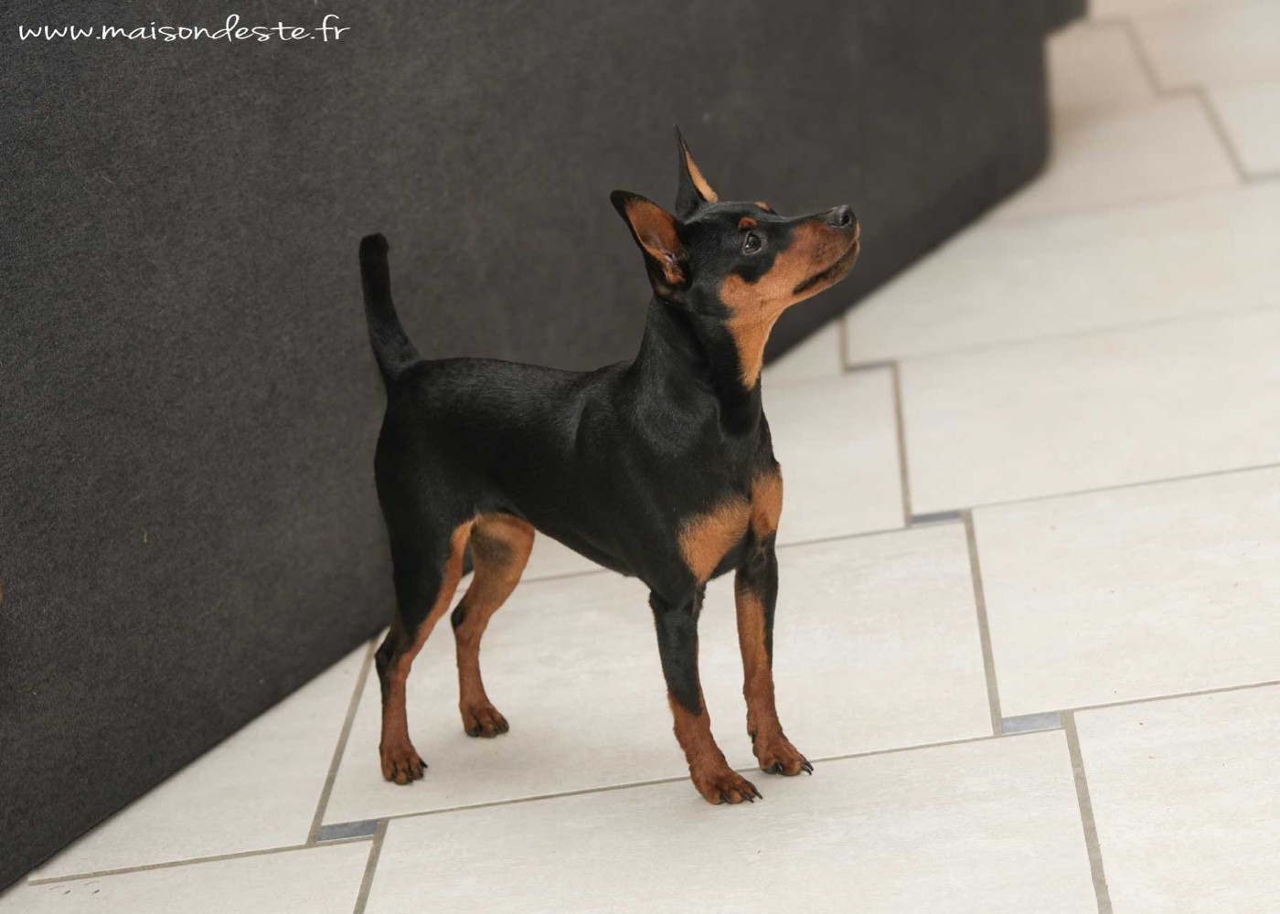 Publication : De la Maison d'Este Auteur : © Vanoosthuyse F