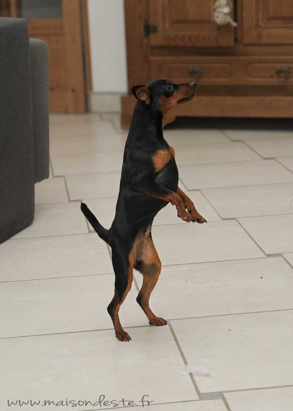 Publication : De la Maison d'Este Auteur : © Vanoosthuyse F