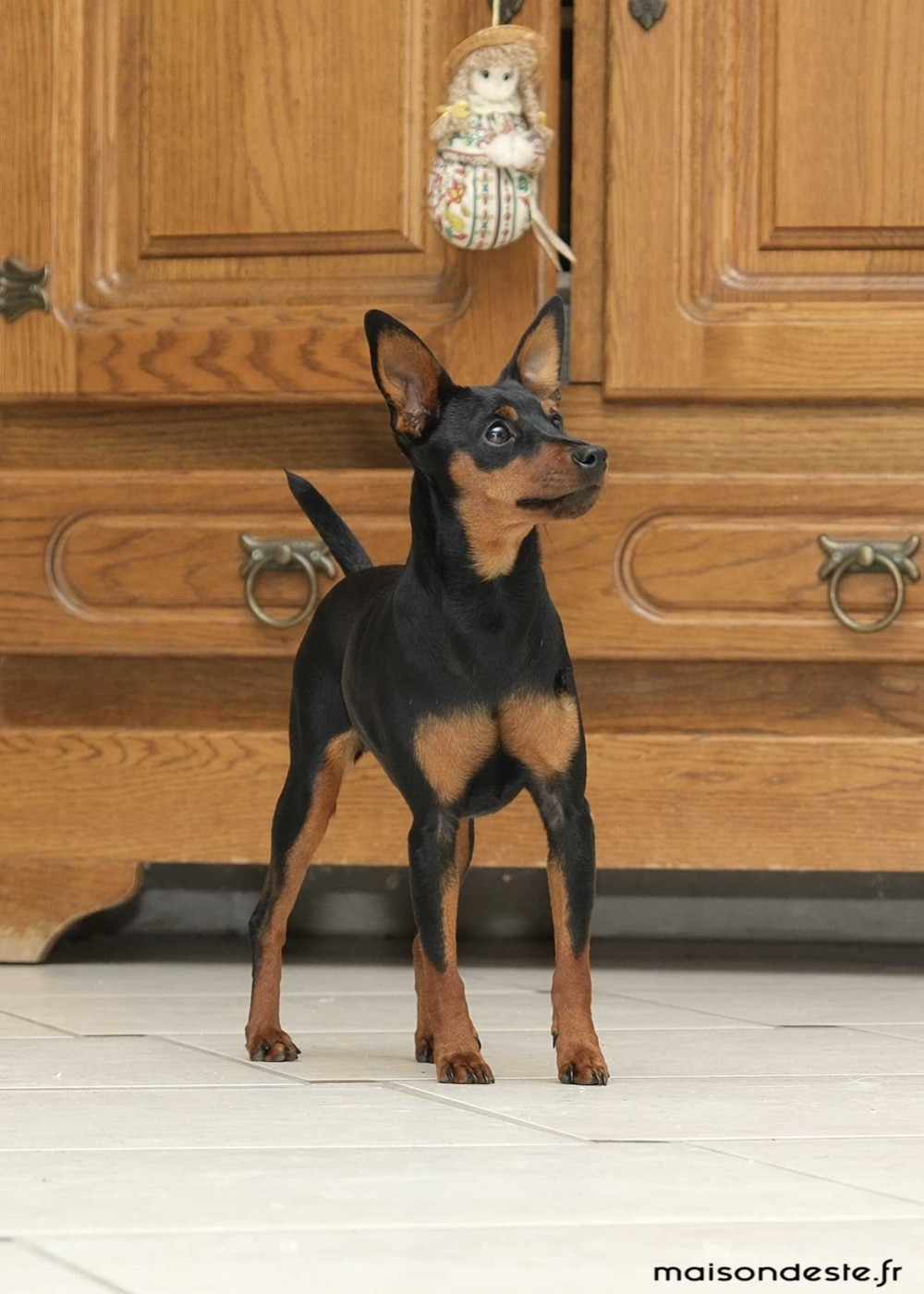 Publication : De la Maison d'Este Auteur : © Vanoosthuyse F