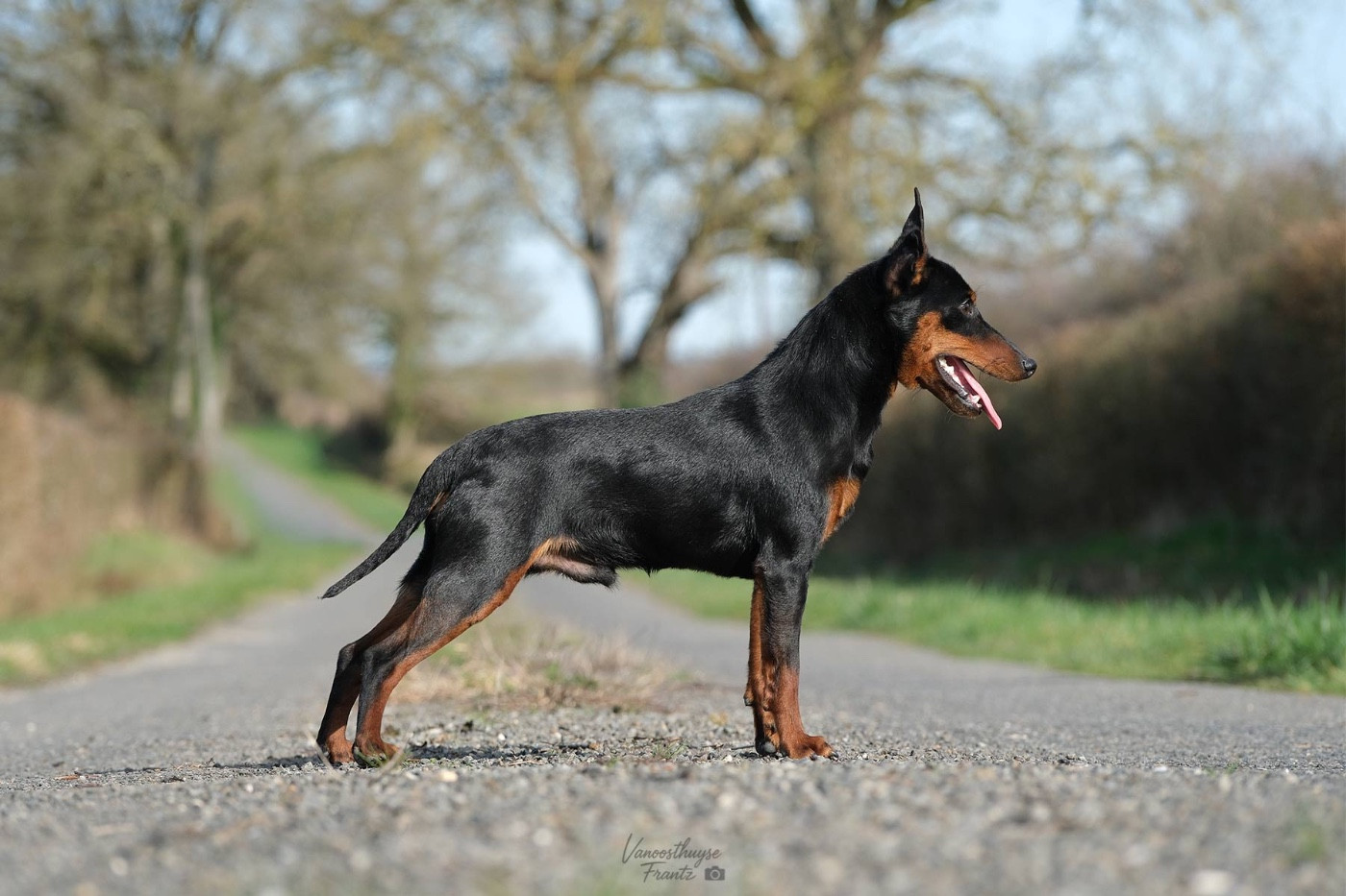 De la Maison d'Este Apple