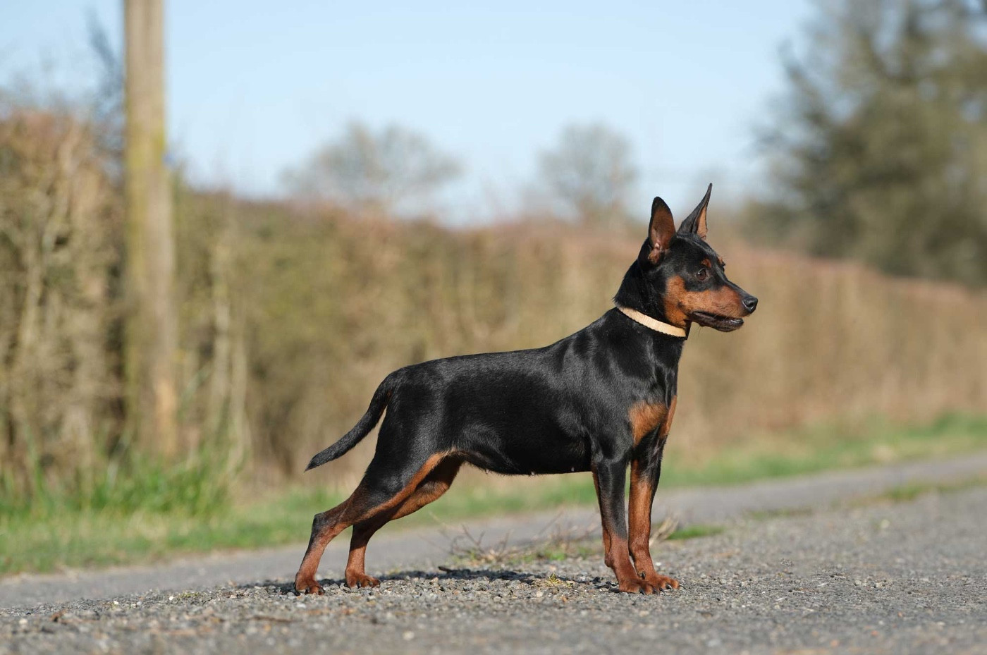 Yashica De La Cité Des Princes