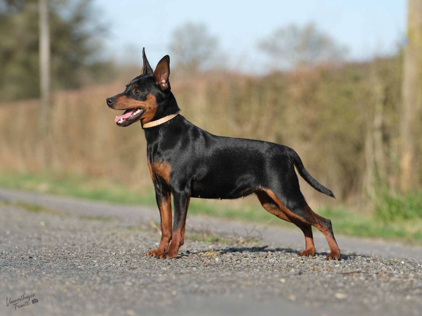 Yashica De La Cité Des Princes