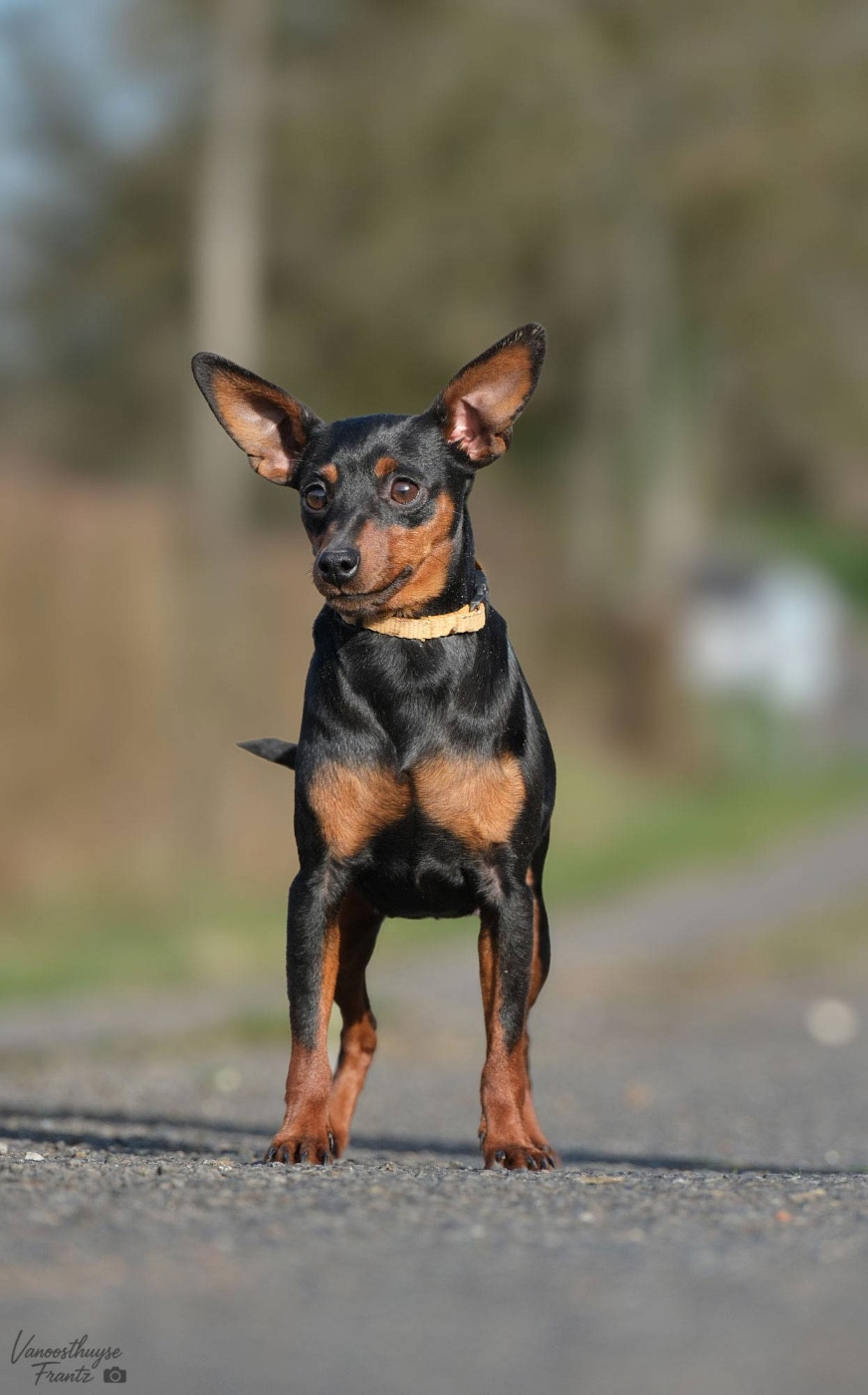 Yashica De La Cité Des Princes