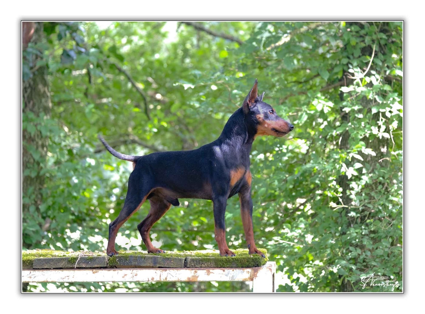 Publication : De la Maison d'Este Auteur : © Vanoosthuyse