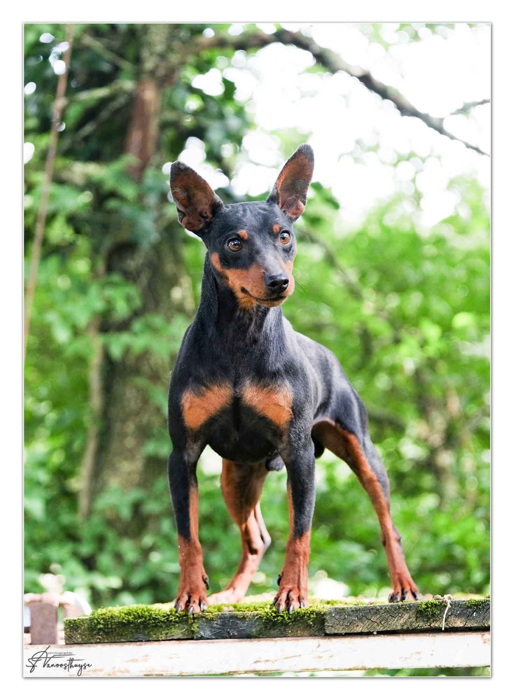 Publication : De la Maison d'Este Auteur : © Vanoosthuyse