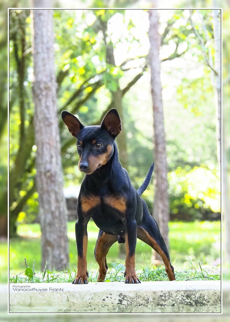 Publication : De la Maison d'Este Auteur : © Vanoosthuyse