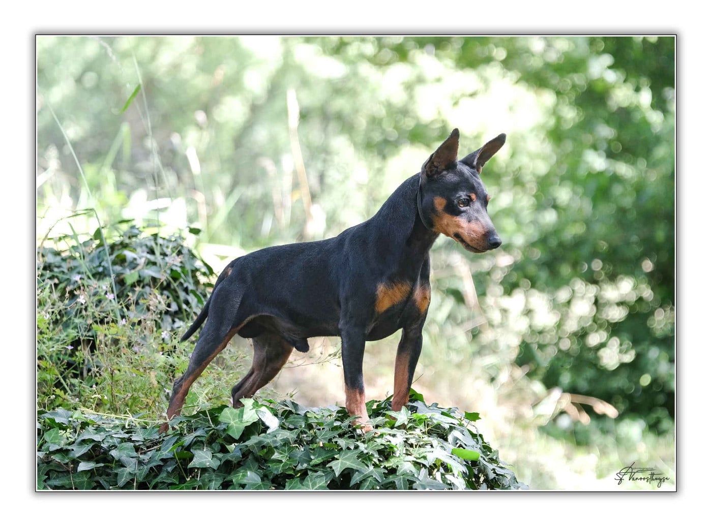 Publication : De la Maison d'Este Auteur : © Vanoosthuyse