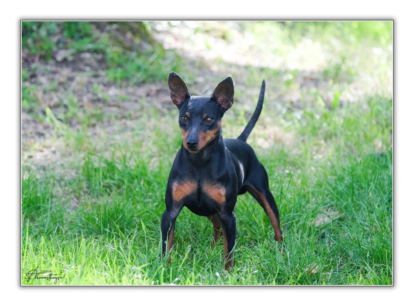 Publication : De la Maison d'Este Auteur : © Vanoosthuyse