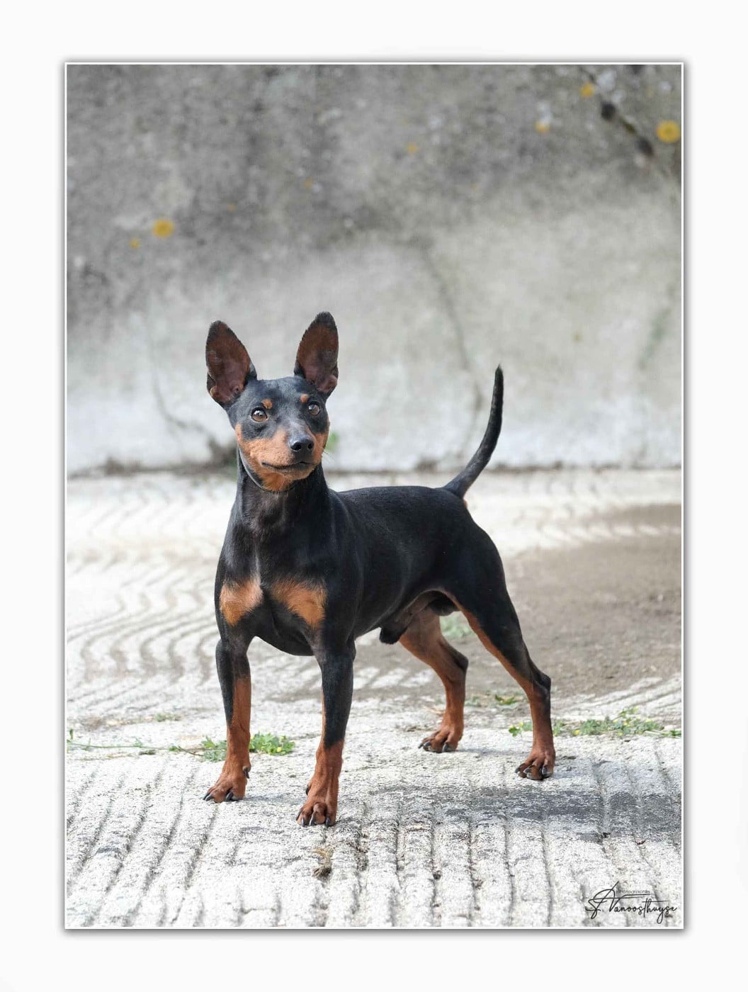 Publication : De la Maison d'Este Auteur : © Vanoosthuyse