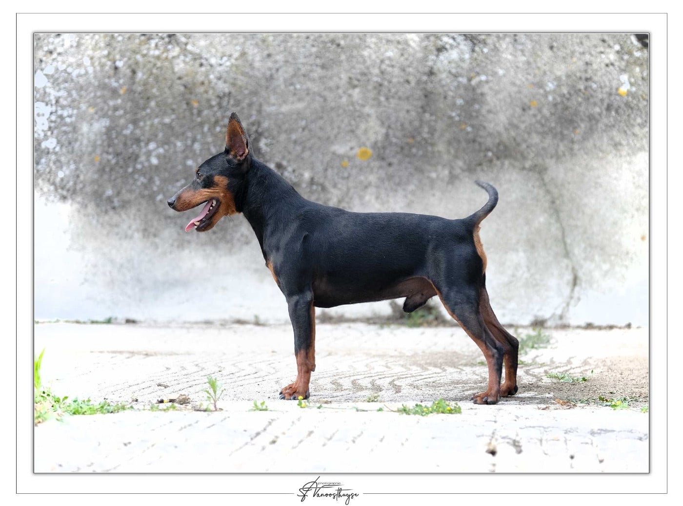 Publication : De la Maison d'Este Auteur : © Vanoosthuyse