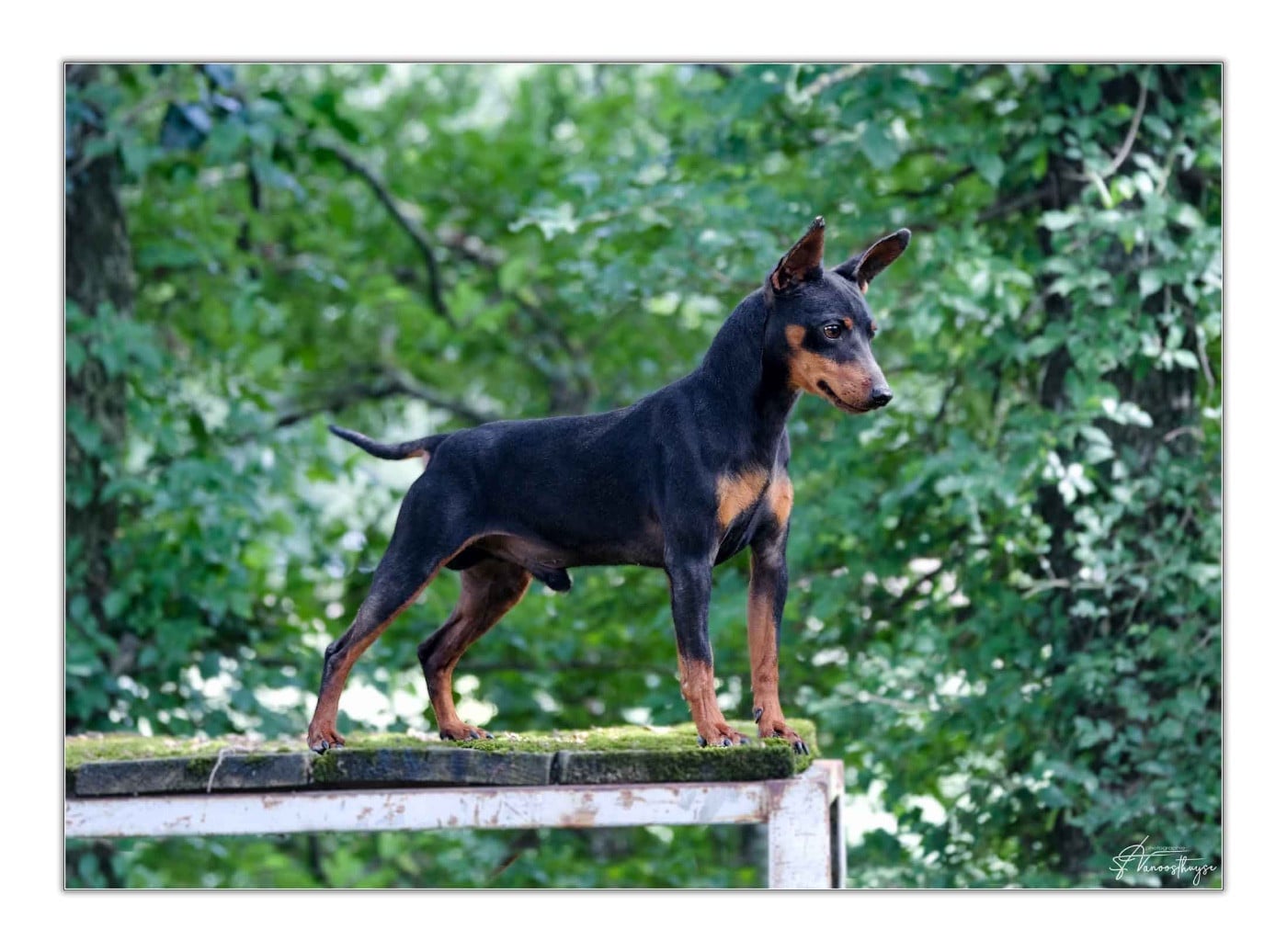 Publication : De la Maison d'Este Auteur : © Vanoosthuyse