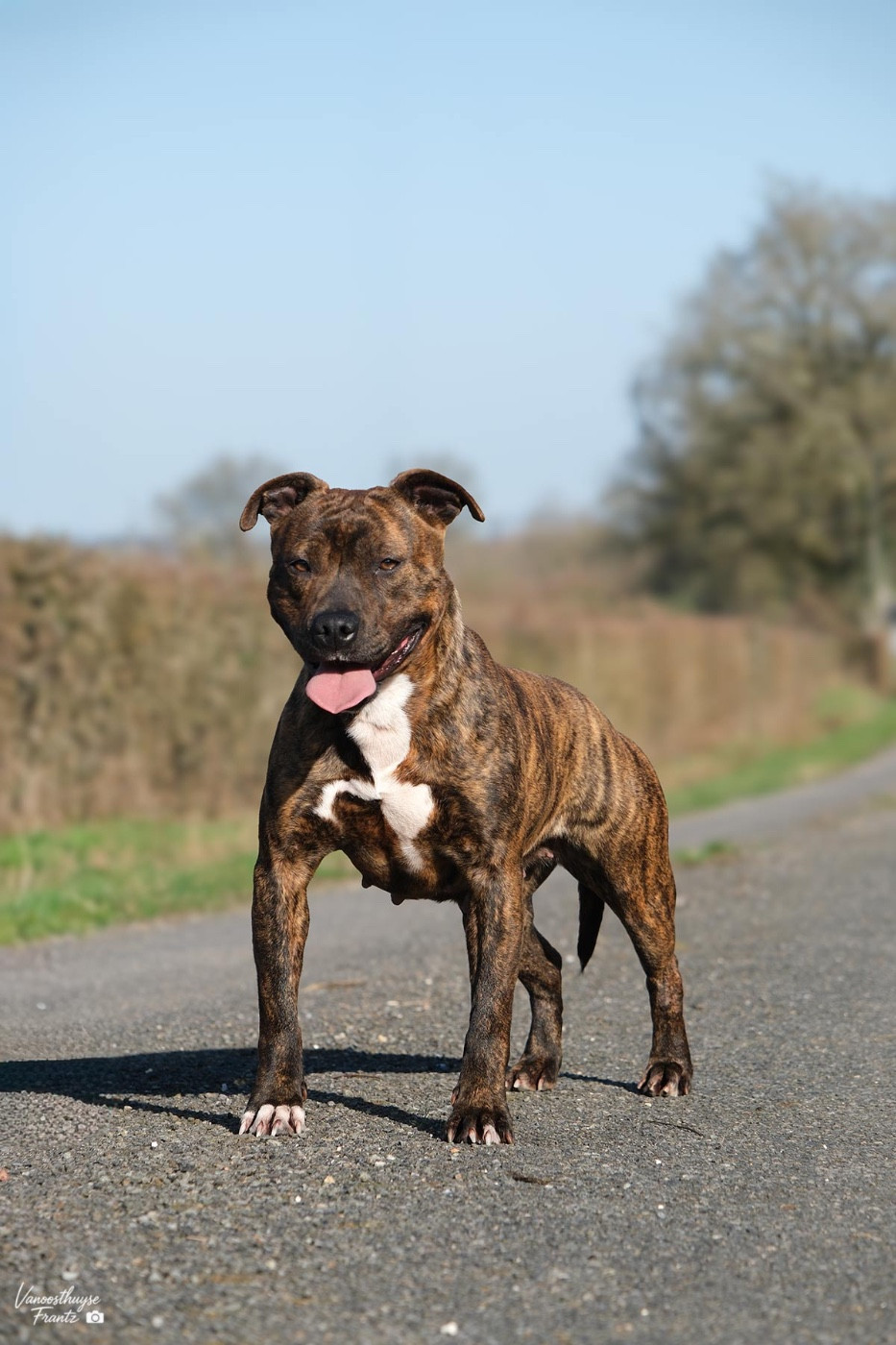 Ubba De la Maison d'Este