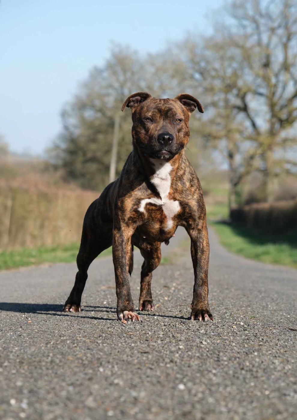 Ubba De la Maison d'Este