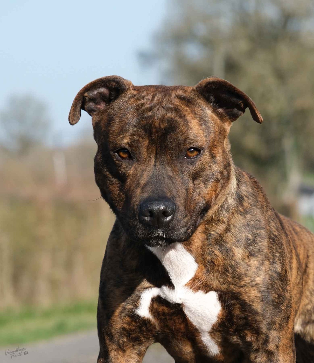 Ubba De la Maison d'Este