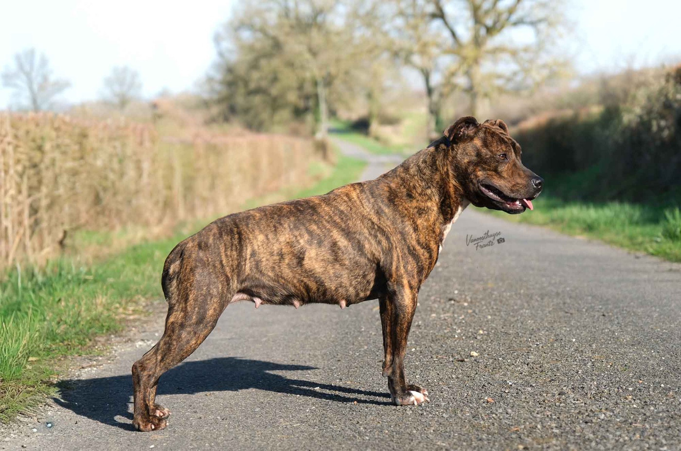 Ubba De la Maison d'Este