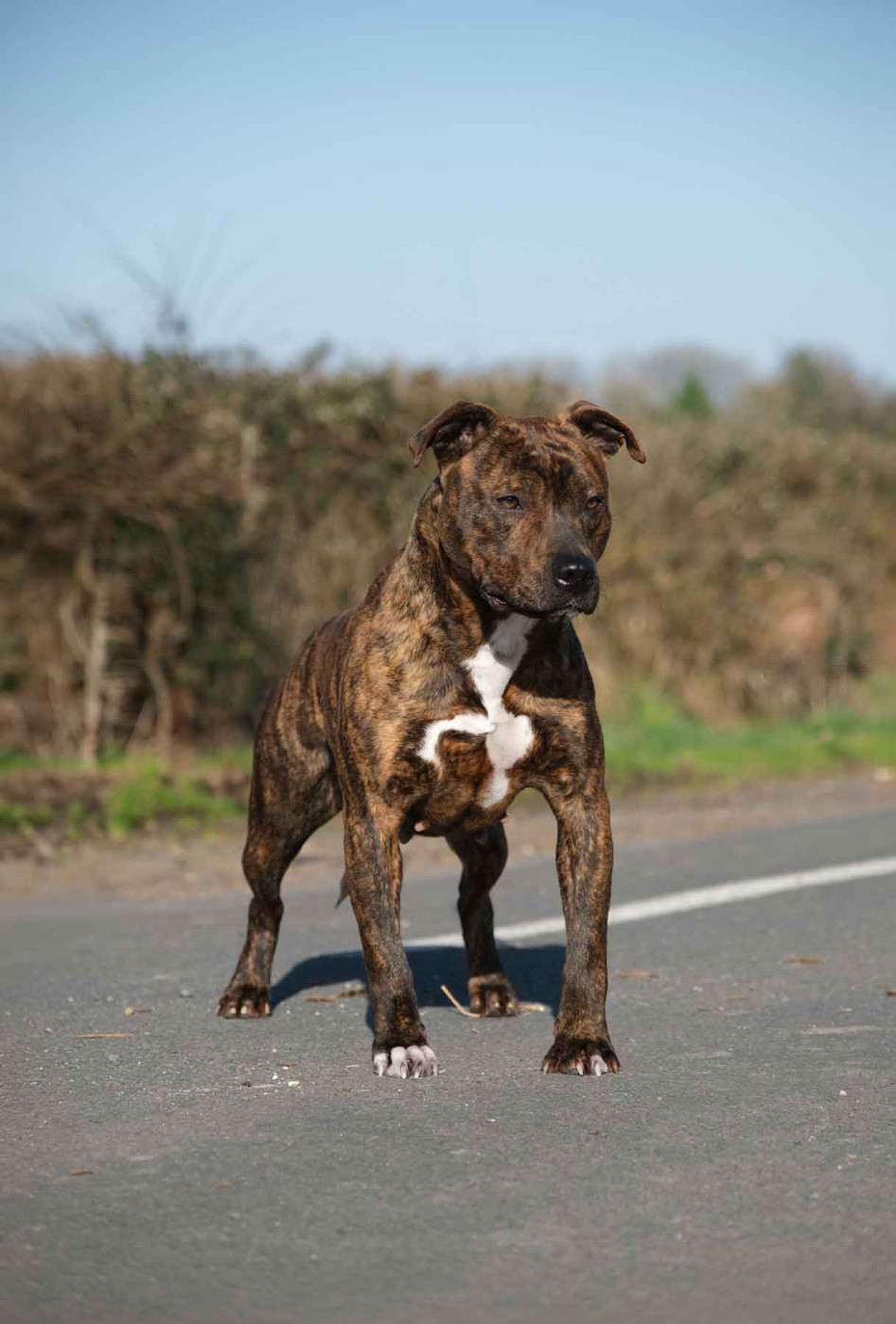 Ubba De la Maison d'Este