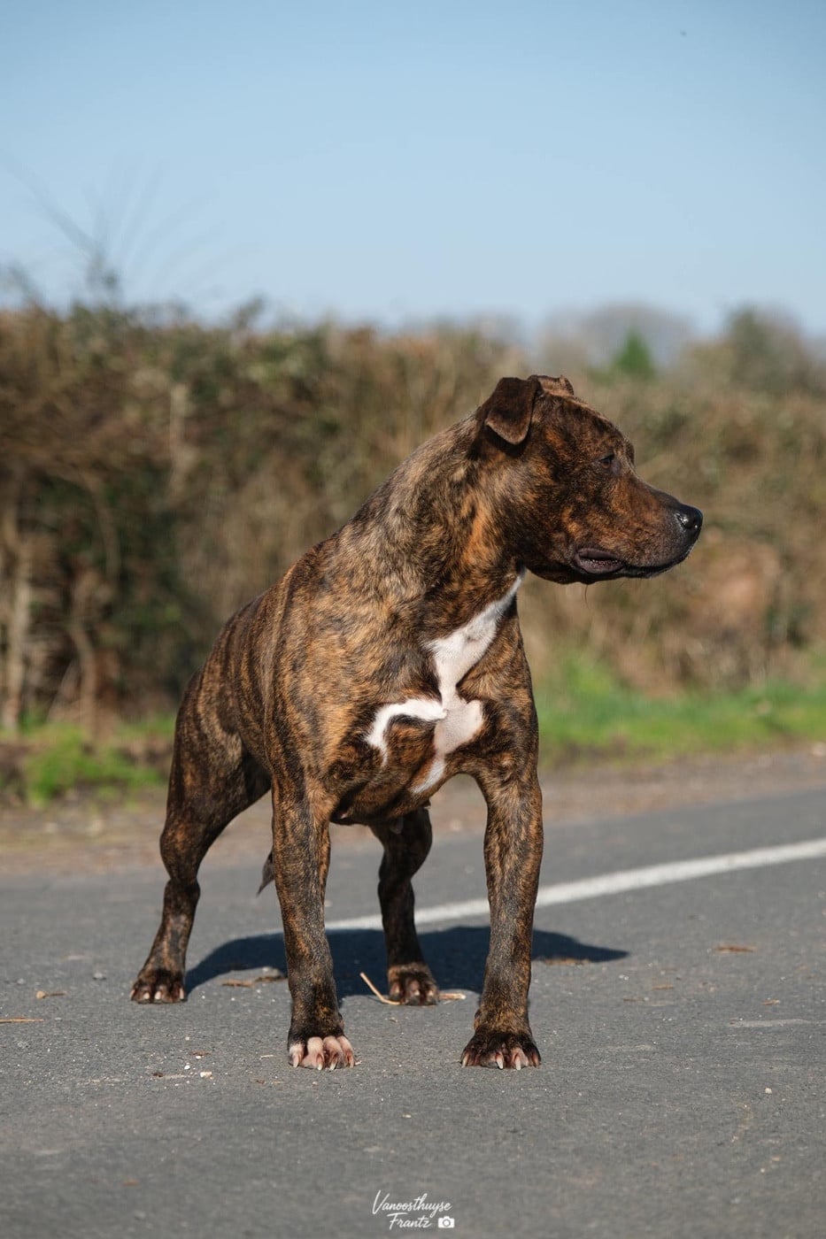 Ubba De la Maison d'Este