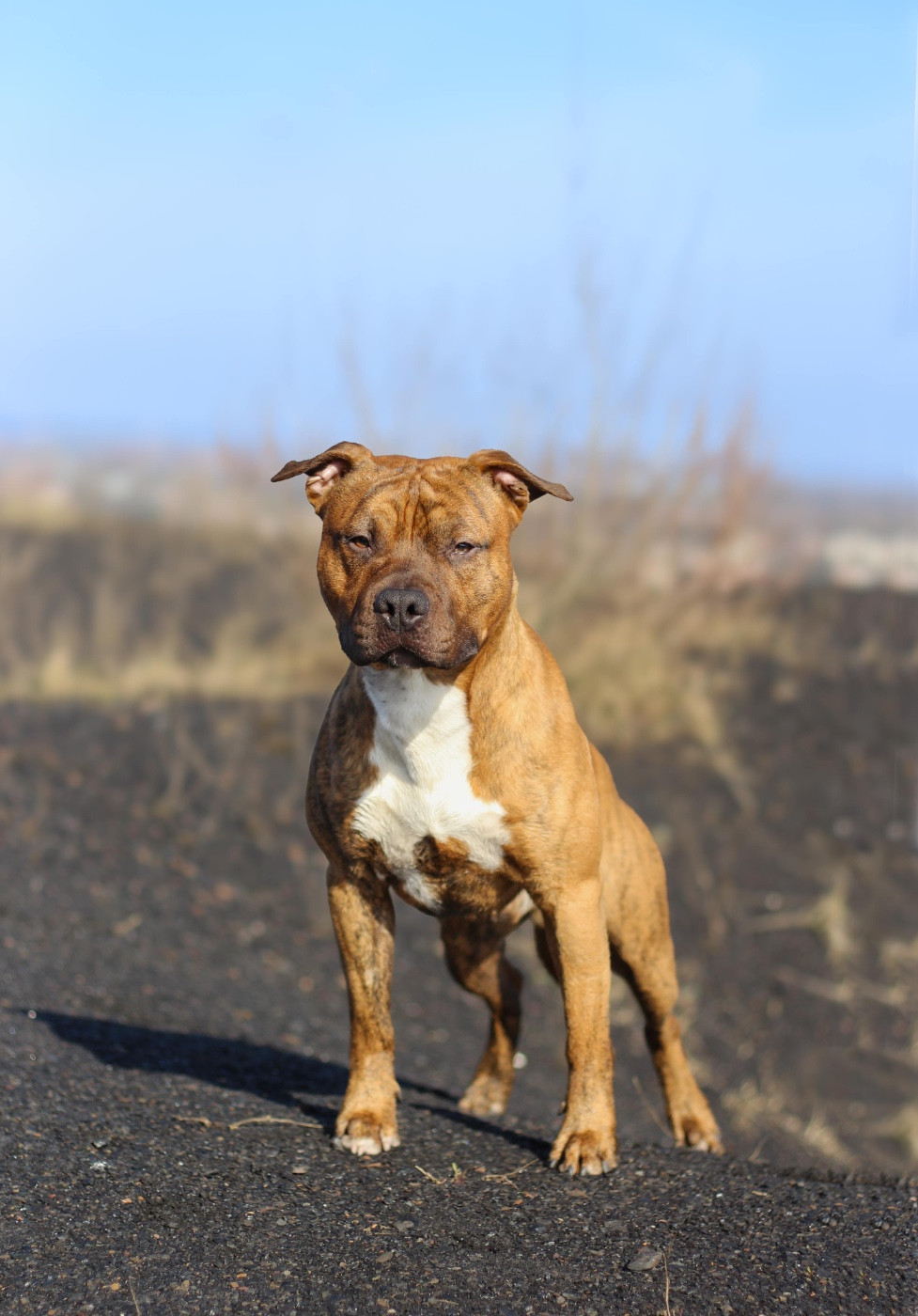 Very good vibes De la Maison d'Este