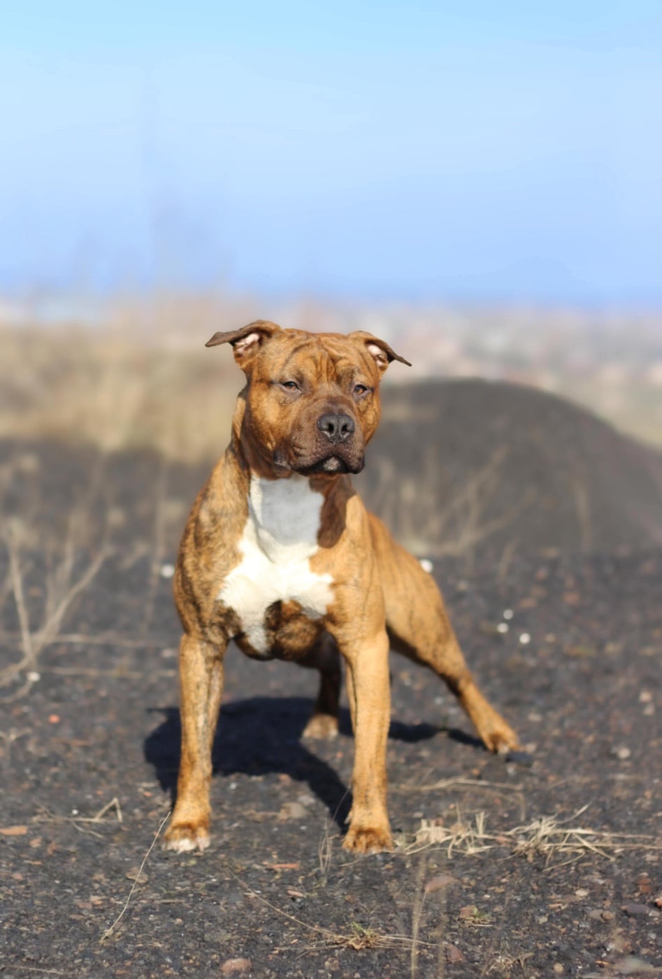 Very good vibes De la Maison d'Este