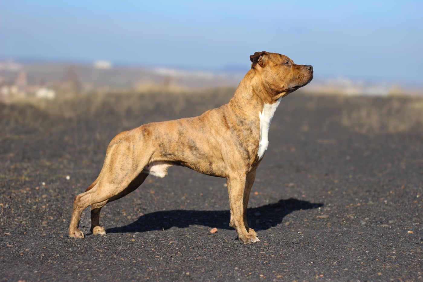 Very good vibes De la Maison d'Este