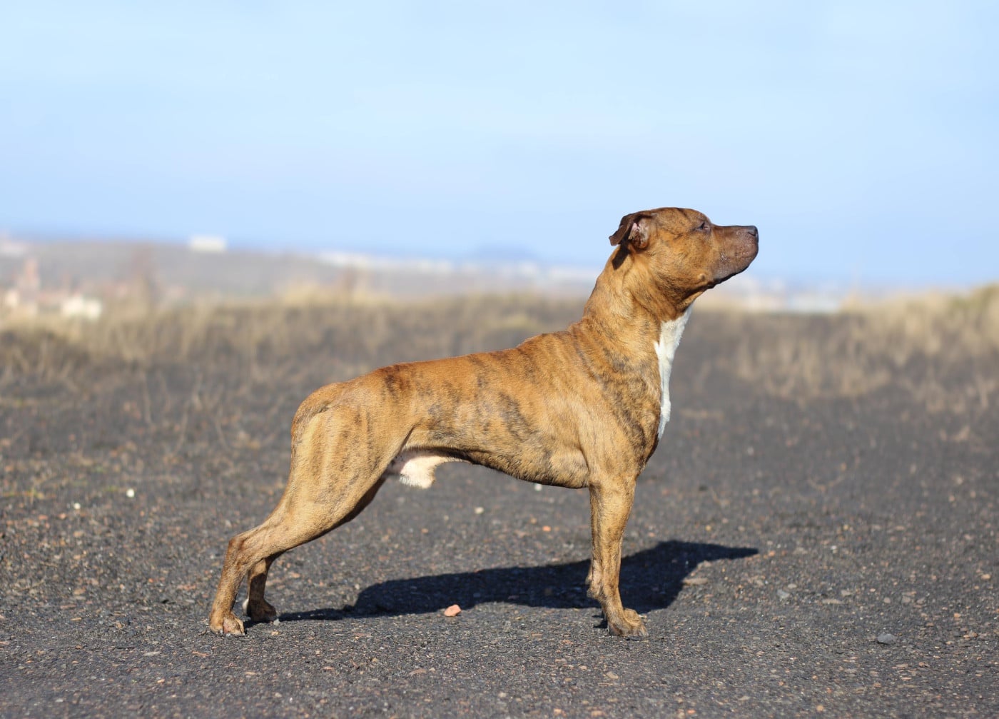 Very good vibes De la Maison d'Este