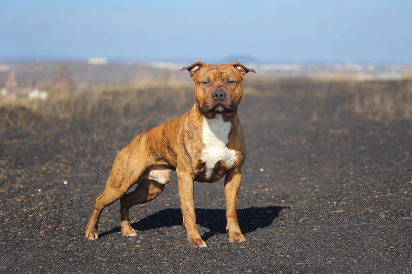 Very good vibes De la Maison d'Este