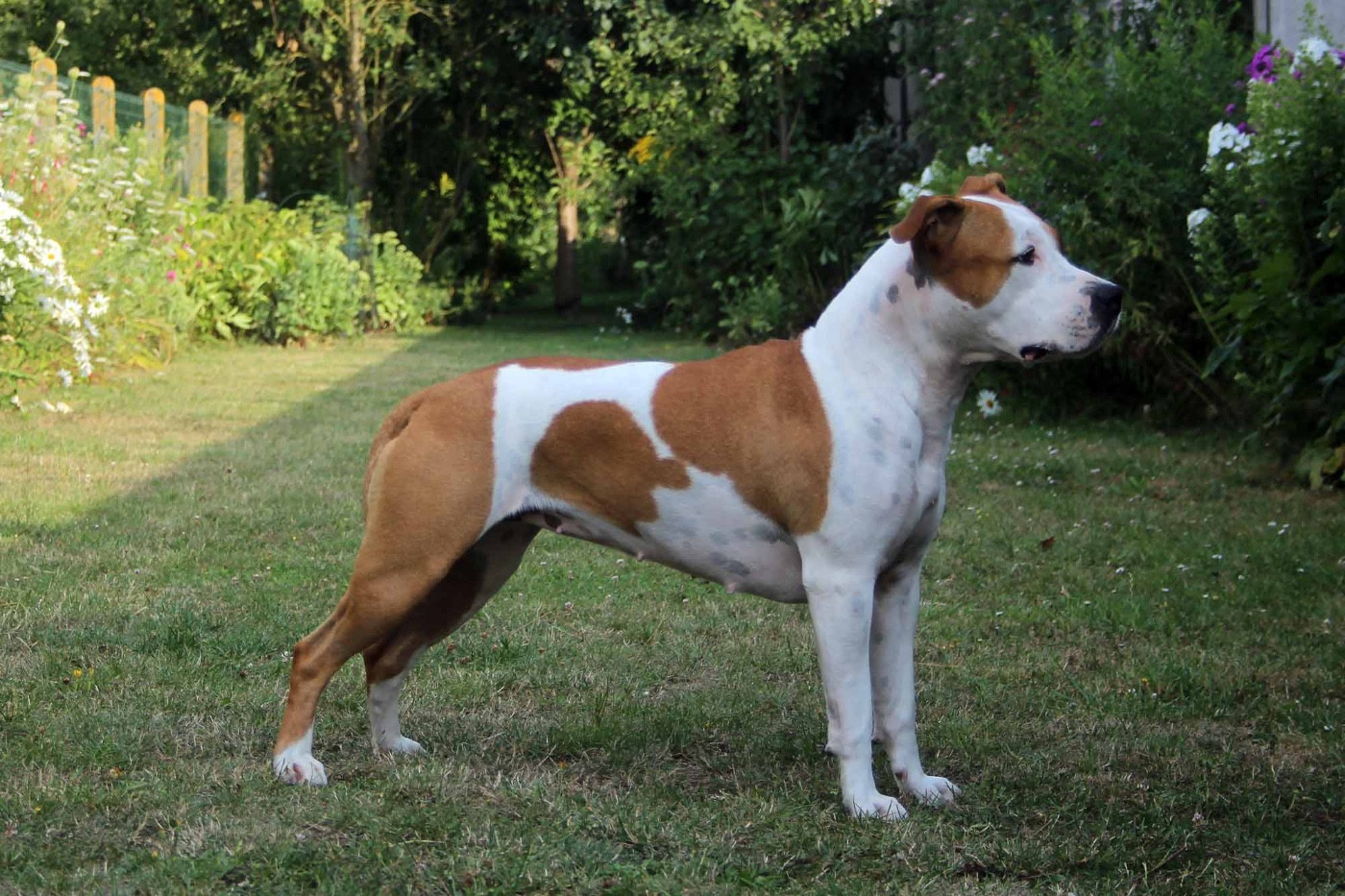 Prana De la Maison d'Este