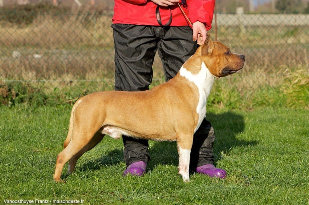 CH. rebel and proud Ch.dee-dee ramone