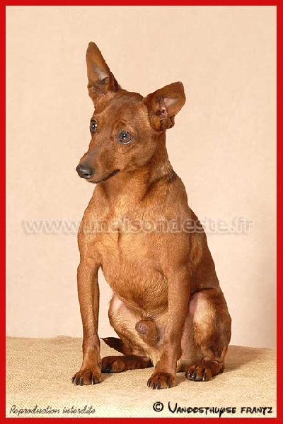 Publication : De la Maison d'Este Auteur : Vanoosthuyse frantz