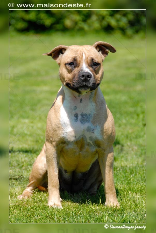 Demoniak De la Maison d'Este