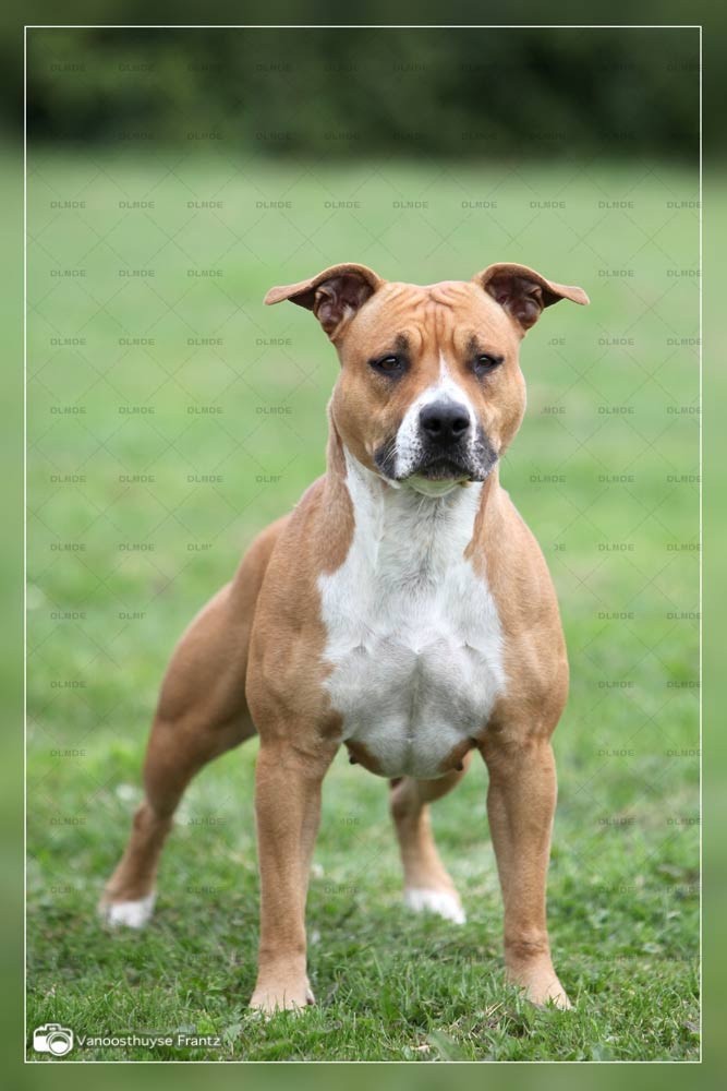 D'juna De la Maison d'Este