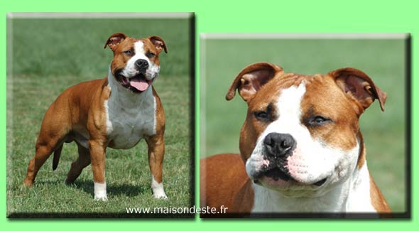 Publication : De la Maison d'Este Auteur : F.vanoosthuyse